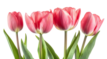 A vibrant group of pink tulips elegantly arranged inside a clear vase