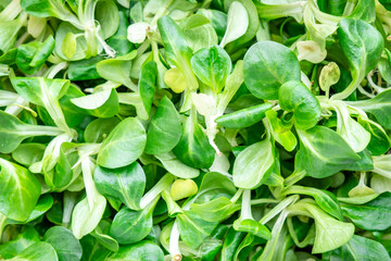 Corn lamb salad, close-up, green leaves of herbs, top view