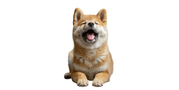 Shiba dog placed in the center on a white background. Image generated by AI
