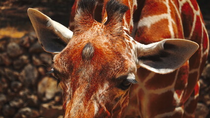 Close-Up Giraffe Head Frontal View Warm Colors