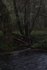 rainy weather in the park, wet trees