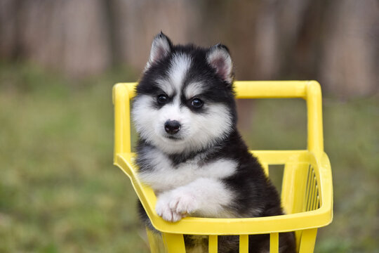 Fluffy Siberian Husky puppy and yellow cart