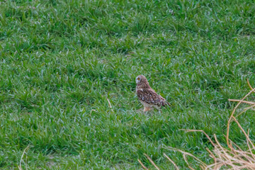 夕暮れの麦畑の枝で休む美しいコミミズク（フクロウ科）。

日本国埼玉県、荒川河川敷にて。
2024年3月24日撮影。

A beautiful Short-eard Owl (Asio flammeus, family comprising owls) resting on a branch in a wheat field in twilight.

At Arakawa riverbed, S