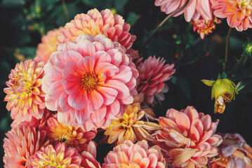 Beautiful fresh pink dahlia flowers in full bloom in the garden, close up. Natural floral texture for background.