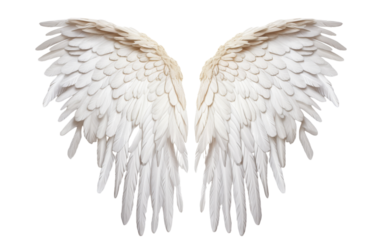 Two white angel wings gracefully spread against a white background