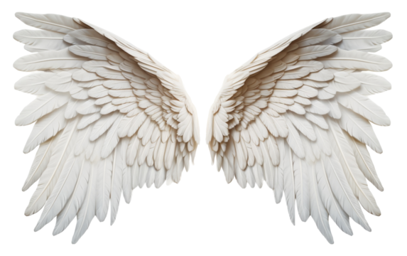 Two delicate white angel wings gracefully float on a pure white background