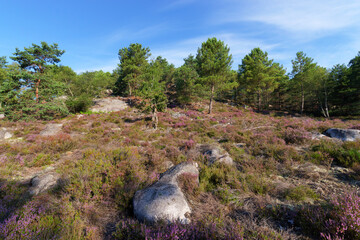 Heather land  and hills of the Hot valley in Fontainebleau forest - 774730161