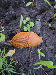Spanish slug, a slug pest in the garden crawls on the ground