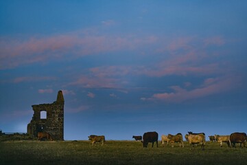 Cattle at Twilight