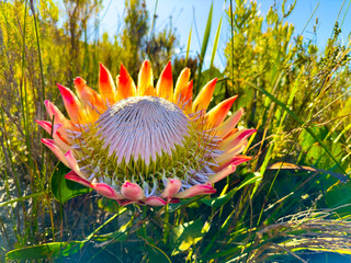 King Protea Fynbos flowers on coastal mountainside in Cape Town.