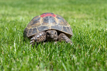 Domestic land tortoise walks on the street on the lawn. Red mark on the armor