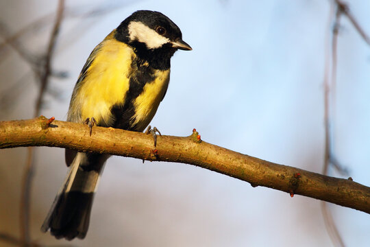 garden bird