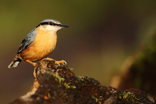 nuthatch