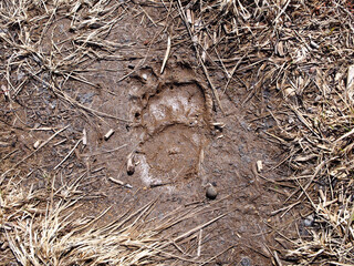 熊の痕跡 足跡