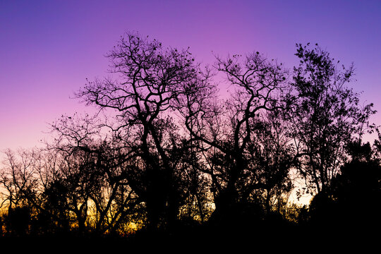 Silhouette of a tree against a pink and purple dusk sunset sky
