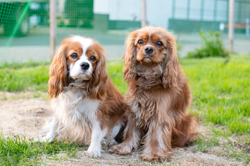 Two purebred dogs cavalier king charles spaniel without a leash in nature. brown color