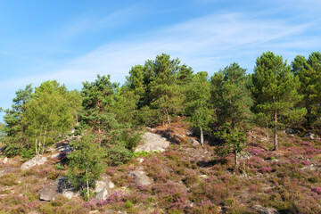Heather land  and hills of the Hot valley in Fontainebleau forest - 774733320