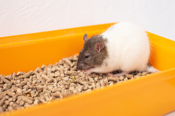 Brown and white rat in orange container with pet food.