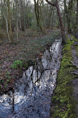 Ditch filled with dark water cuts through the middle of woodland