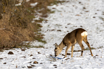 Roe deer in the winter forest