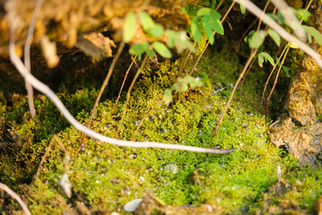 green moss on the tree