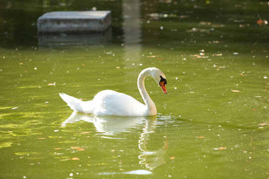 a white swan in the green water lake.