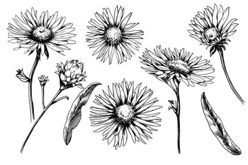 Daisy sketch black and white flower set vintage vector illustration © Ann Lou