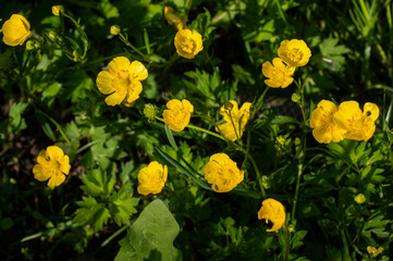 Buttercup is a pungent, beautiful bright yellow flower on a background of green foliage.