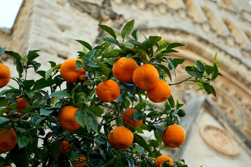 Mandarinenbaum vor der Kathedrale in Soller, Mallorca
