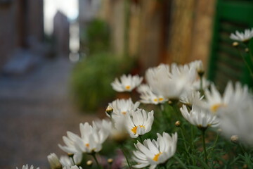Margeriten in einer Gasse
