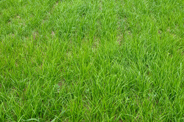 Dense Green Grass Texture