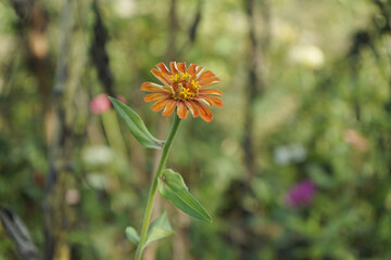 공원에는 꽃들이 만발합니다