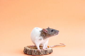 A cute pet rat is sitting on a colored background. Space for text. Pet, rodent