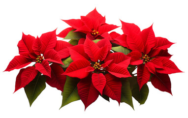 A vibrant cluster of red poinsettias intertwined with lush green leaves