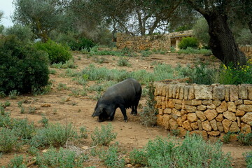 schwarzes Hausschwein in Spanien