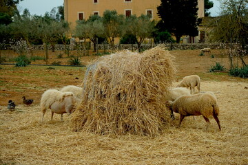 Schafe auf einem Bauernhof
