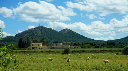 Landschaft auf Mallorca