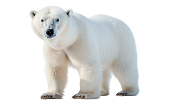 A majestic white polar bear stands on hind legs in snowy terrain