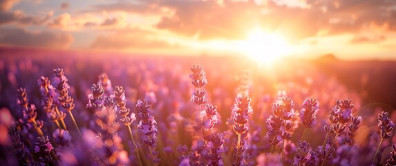 Sunrise Serenade Lavender Fields in Full Bloom Generative AI - obrazy, fototapety, plakaty