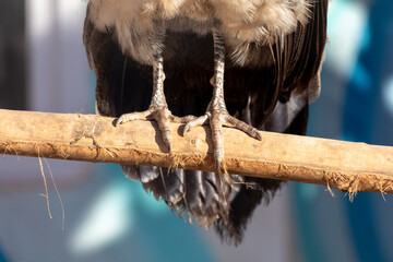 Birds feet closeup perched on branch Vertebrate organism on wood twig