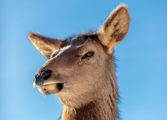 Portrait of a female deer against a blue sky