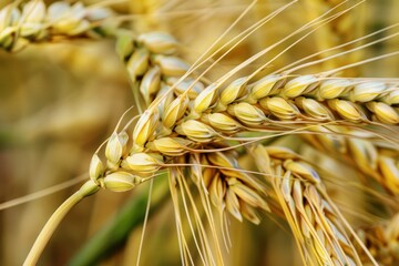 Fototapeta premium ears of golden wheat closeup, wheat spikelets in field, wheat field harvest concept