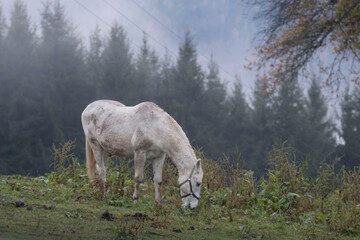 the lipizzaner is a famouse horse