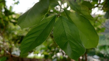 leaves on the tree