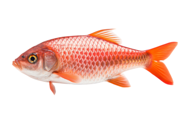 A vibrant red fish gracefully swims in a sea of serene white