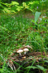 Blocked wild mushrooms on a green meadow