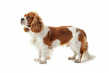 Cute King Charles Cavalier Spaniel standing against a white background