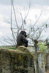 Gorilla sitting on a rock in a zoo. Wild gorilla