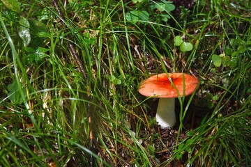 Blocked wild mushrooms on a green meadow