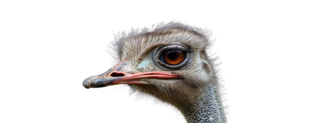 A portrait of the ostrich bird looking for the camera.